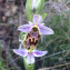  Hugo Santacreu - Ophrys scolopax Cav. [1793]