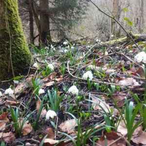 Photographie n°2360708 du taxon Leucojum vernum L. [1753]