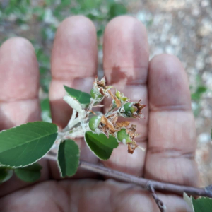 Photographie n°2360722 du taxon Amelanchier ovalis Medik. [1793]