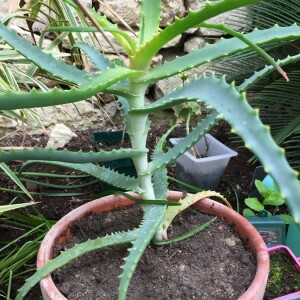 Photographie n°2360839 du taxon Aloe arborescens Mill. [1768]