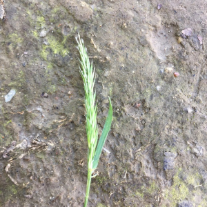 Photographie n°2360841 du taxon Elymus caninus (L.) L. [1755]