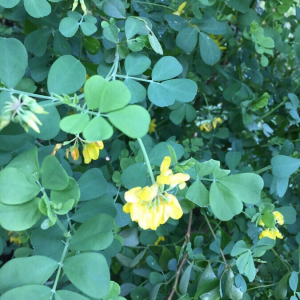 Photographie n°2360844 du taxon Coronilla valentina L. [1753]