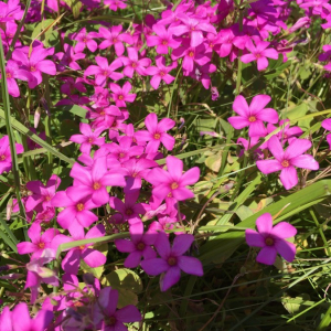 Photographie n°2360848 du taxon Oxalis articulata Savigny [1798]