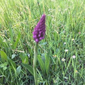 Photographie n°2360850 du taxon Anacamptis pyramidalis (L.) Rich. [1817]