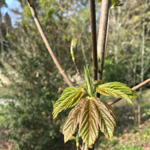 Photographie n°2360887 du taxon Acer pseudoplatanus L. [1753]