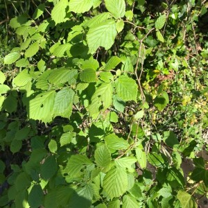 Photographie n°2360892 du taxon Corylus avellana L. [1753]