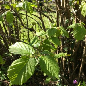 Photographie n°2360893 du taxon Corylus avellana L. [1753]