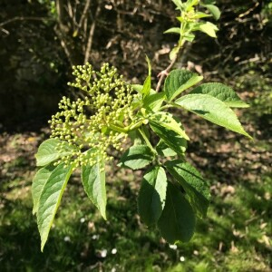 Photographie n°2360895 du taxon Sambucus nigra L. [1753]