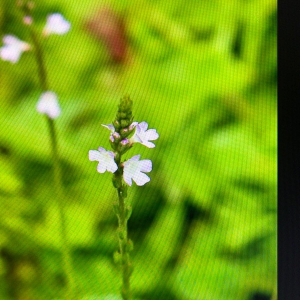 Photographie n°2360912 du taxon Verbena officinalis L. [1753]