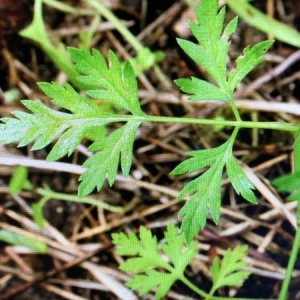 Photographie n°2360916 du taxon Torilis japonica (Houtt.) DC. [1830]