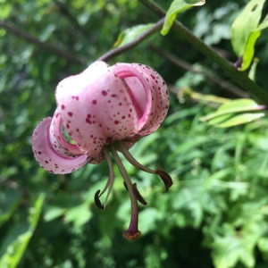 Photographie n°2360917 du taxon Lilium martagon L.