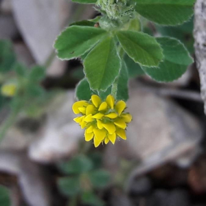 Photographie n°2360981 du taxon Medicago lupulina L. [1753]