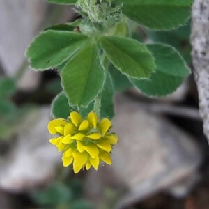 Photographie n°2360982 du taxon Medicago lupulina L. [1753]