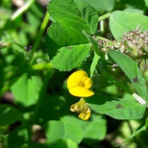 Photographie n°2360996 du taxon Medicago arabica (L.) Huds.