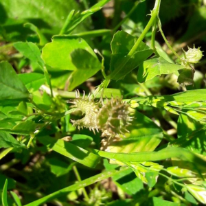 Photographie n°2360997 du taxon Medicago arabica (L.) Huds.