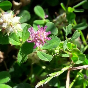 Photographie n°2361002 du taxon Trifolium resupinatum L. [1753]