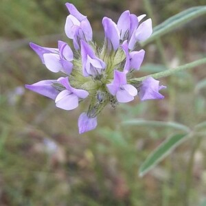 Photographie n°2361012 du taxon Bituminaria bituminosa (L.) C.H.Stirt.