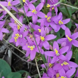 Photographie n°2361028 du taxon Centaurium erythraea Rafn [1800]