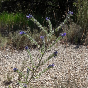 Photographie n°2361036 du taxon Echium vulgare L. [1753]