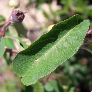 Photographie n°2361050 du taxon Amelanchier ovalis Medik. [1793]