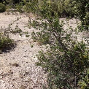 Photographie n°2361051 du taxon Amelanchier ovalis Medik. [1793]