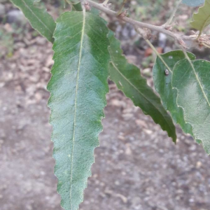 Photographie n°2361078 du taxon Quercus castaneifolia C.A.Mey. [1831]