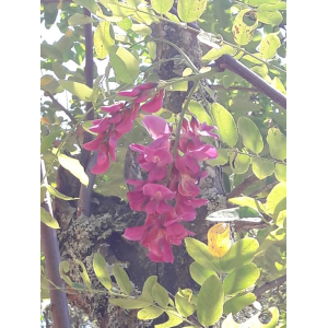 Robinia hispida L. (Acacia rose)