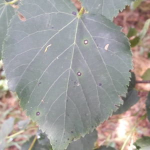 Photographie n°2361120 du taxon Tilia cordata Mill. [1768]