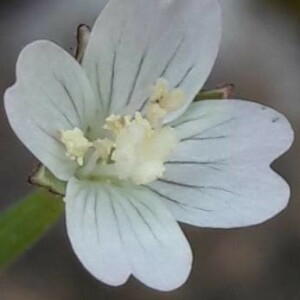Photographie n°2361126 du taxon Epilobium lanceolatum Sebast. & Mauri [1818]