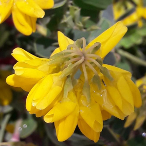 Photographie n°2361278 du taxon Coronilla valentina L. [1753]