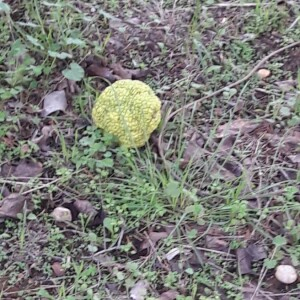 Photographie n°2361312 du taxon Maclura pomifera (Raf.) C.K.Schneid. [1906]