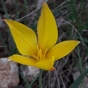 Photographie n°2361327 du taxon Tulipa sylvestris L. [1753]