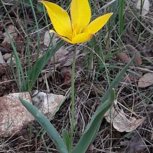 Photographie n°2361328 du taxon Tulipa sylvestris L. [1753]