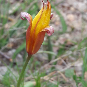 Photographie n°2361329 du taxon Tulipa sylvestris L. [1753]