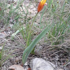 Photographie n°2361330 du taxon Tulipa sylvestris L. [1753]