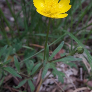 Photographie n°2361337 du taxon Ranunculus bulbosus L. [1753]