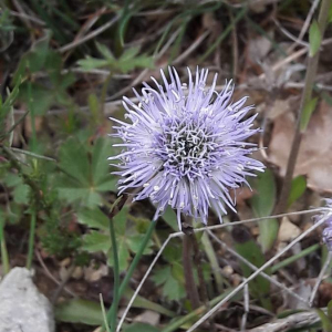 Photographie n°2361341 du taxon Globularia vulgaris L. [1753]