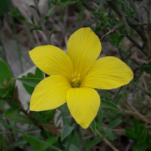 Photographie n°2361342 du taxon Linum campanulatum L. [1753]