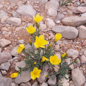 Photographie n°2361344 du taxon Linum campanulatum L. [1753]