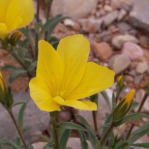 Photographie n°2361345 du taxon Linum campanulatum L. [1753]