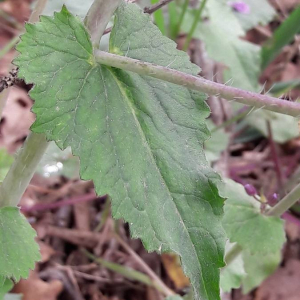 Photographie n°2361347 du taxon Lunaria annua L.