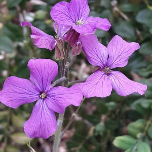 Photographie n°2361348 du taxon Lunaria annua L.