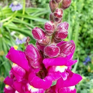 Photographie n°2361448 du taxon Antirrhinum majus L. [1753]