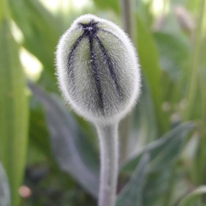 Photographie n°2361455 du taxon Urospermum dalechampii (L.) Scop. ex F.W.Schmidt [1795]