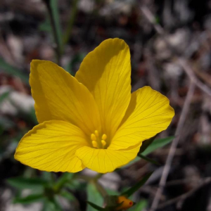 Photographie n°2361499 du taxon Linum campanulatum L. [1753]