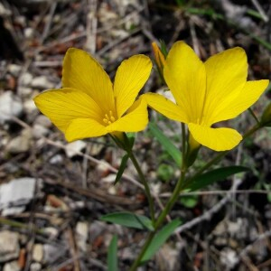 Photographie n°2361501 du taxon Linum campanulatum L. [1753]