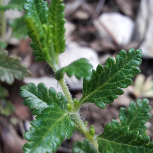 Photographie n°2361505 du taxon Veronica austriaca L. [1759]