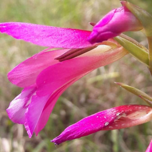 Photographie n°2361526 du taxon Gladiolus italicus Mill. [1768]