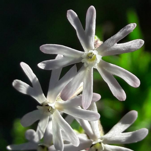 Photographie n°2361528 du taxon Silene nocturna L. [1753]