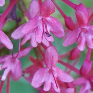 Photographie n°2361540 du taxon Centranthus ruber (L.) DC.